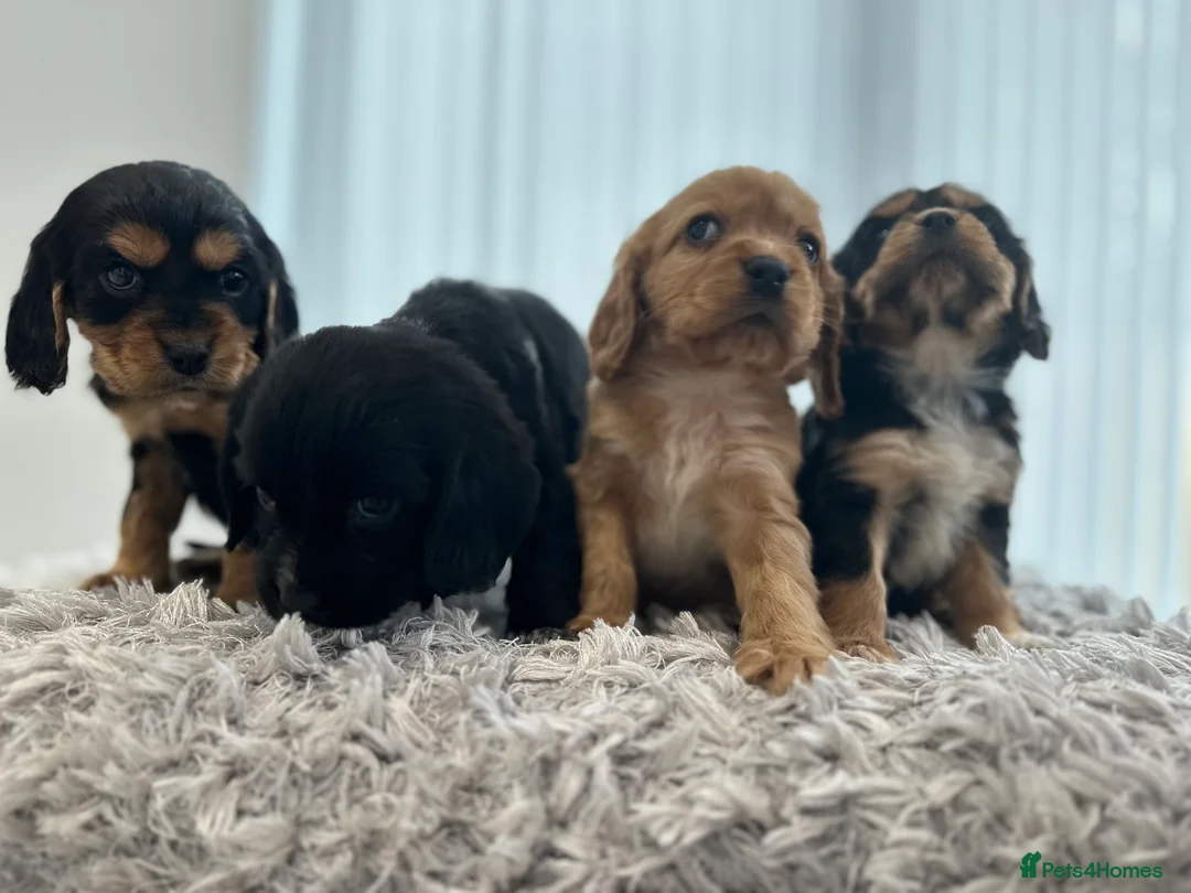 Cockalier dogs for sale: Cocker Spaniel Cavalier King Charles Puppy puppies - Advert 7