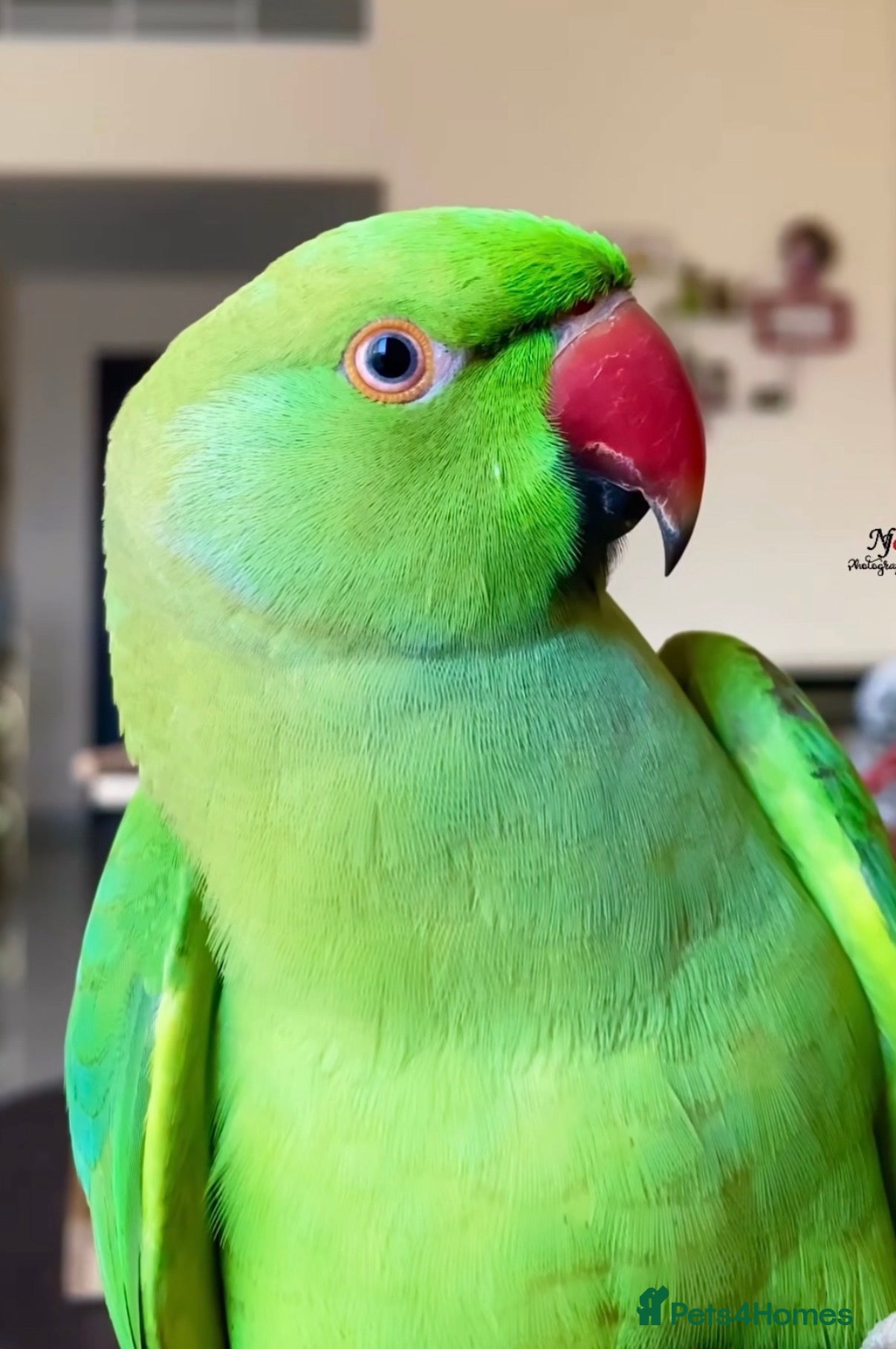 Parrots birds Baby green ring neck tamed talking parrot  - Advert 3