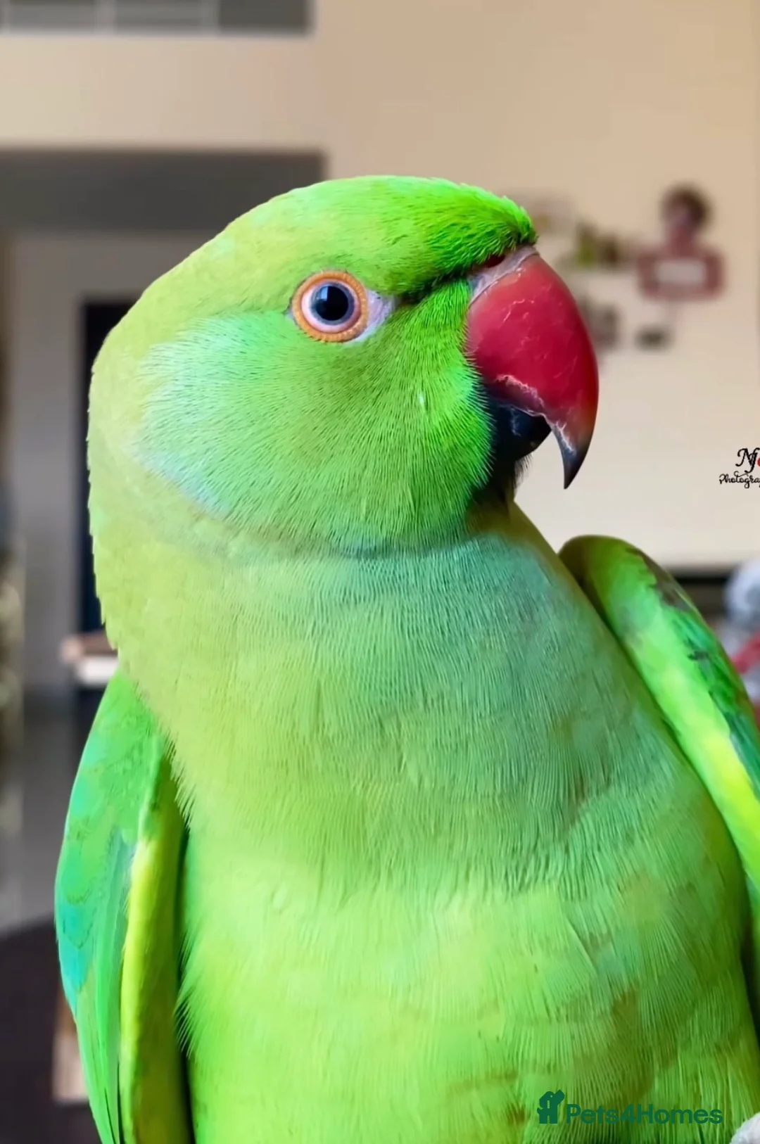 Parrots birds for sale: Baby green ring neck tamed talking parrot  - Advert 1