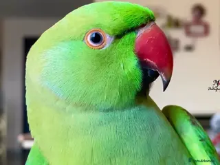 Parrots birds Baby green ring neck tamed talking parrot - Advert 3
