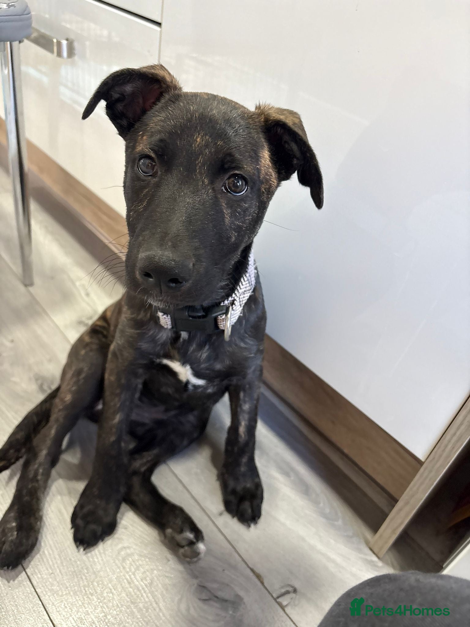 Mixed Breed dogs DUTCH SHEPARD X STAFFY PUP - Advert 1