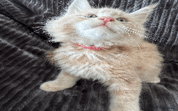 Maine Coon cats for sale: Maine coon kittens -2 boys and 1 girls left - Image 20
