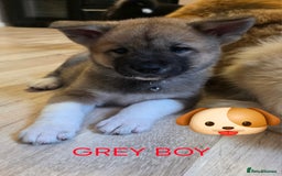Akita dogs for sale: American akita puppies x10 - Image 2