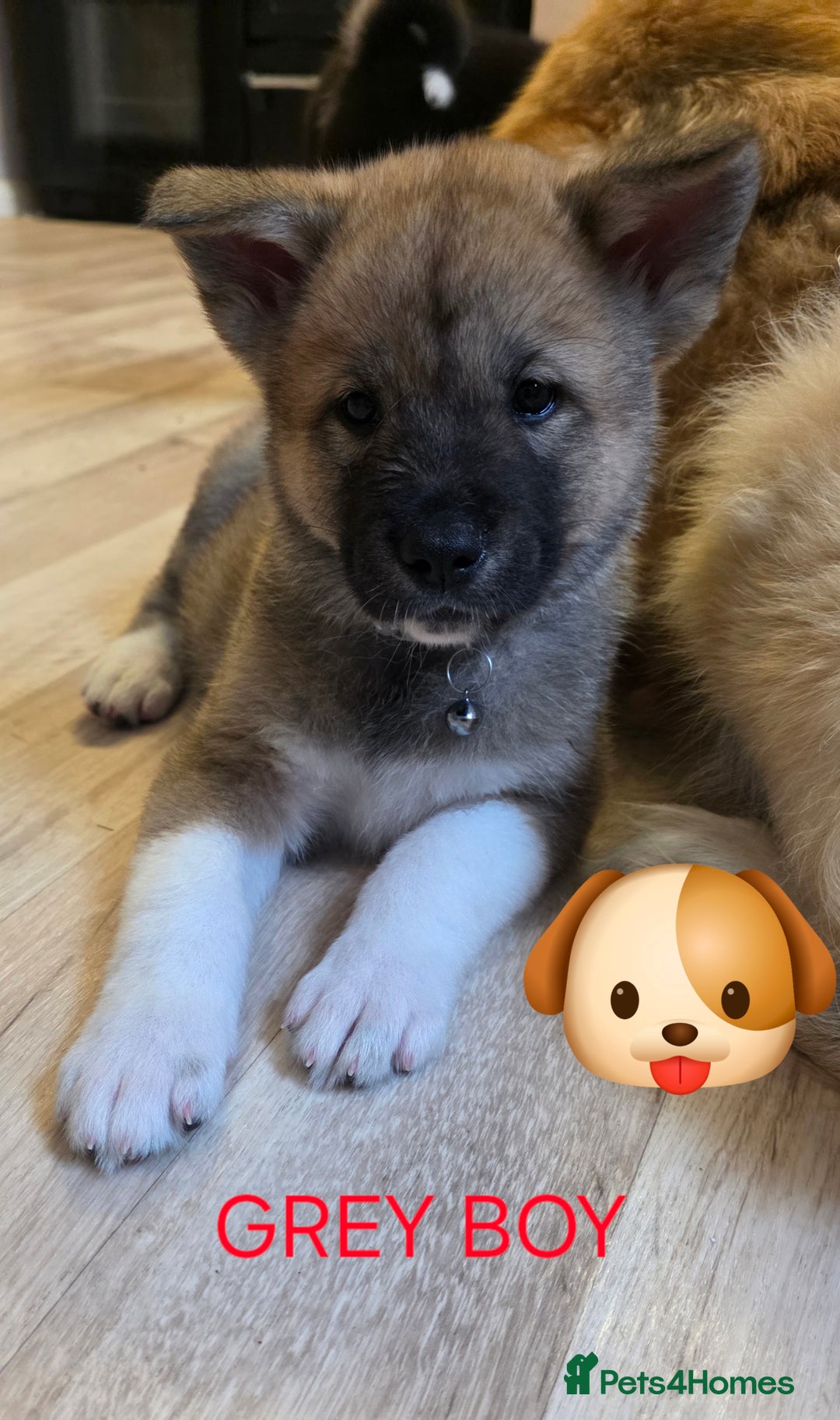Akita dogs for sale: American akita puppies x10 - Image 2