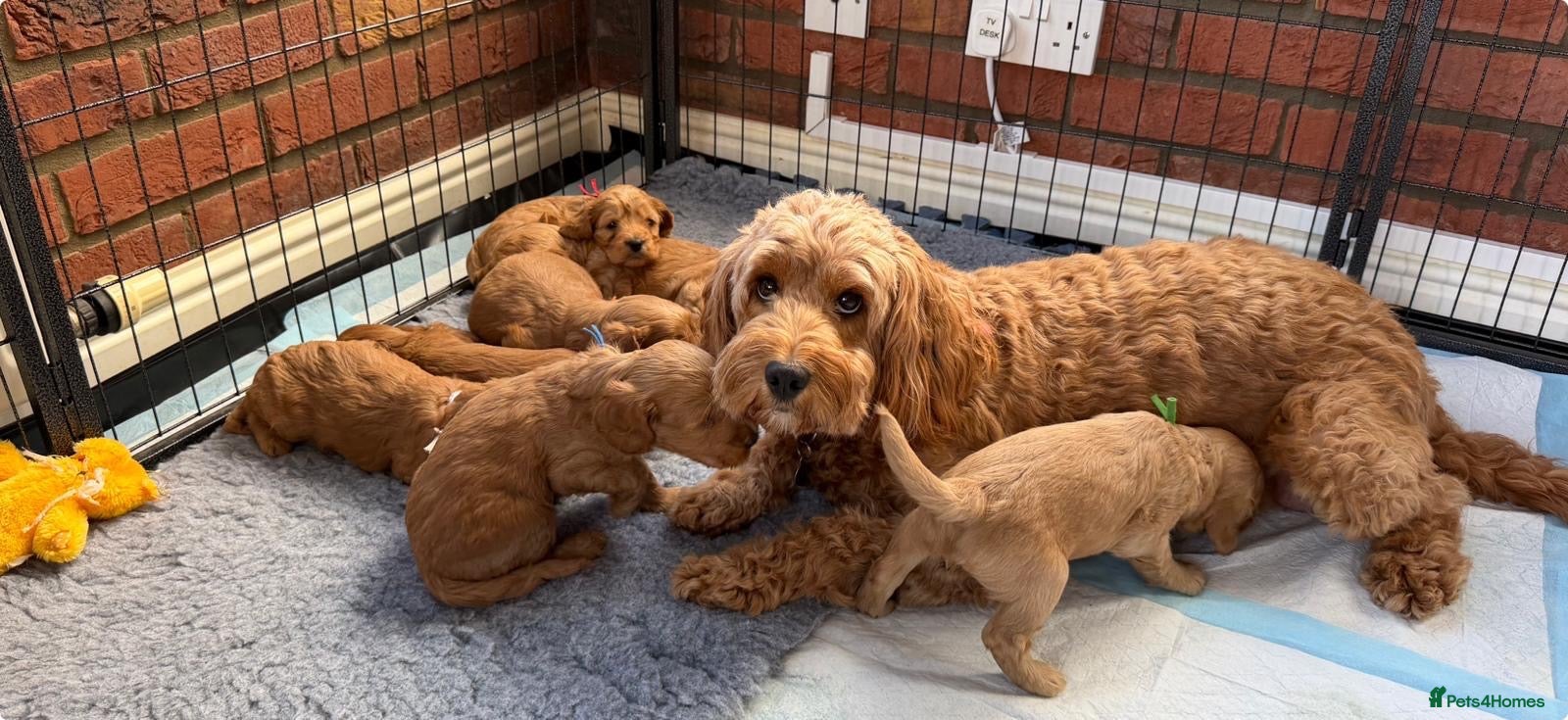 Cockapoo dogs ⭐ F1b cockapoo puppies - Advert 2