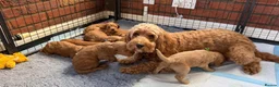 Cockapoo dogs for sale: ⭐ F1b cockapoo puppies - Advert 9