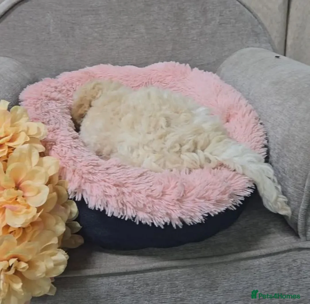 Bichon Frise dogs for sale: Bichon Frisé PuppiesSmall Size,Beautiful Character in Birmingham - Advert 2