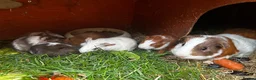 Guinea Pig rodents for sale: Hand reared baby guinea pigs males & females - Advert 10
