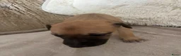 Whippet dogs for sale: Beautiful Whippet Puppies  - Advert 7
