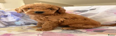 Labradoodle 5