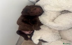 Labrador Retriever dogs for sale: 5 Stars 🌟 Chocolate Labradors  🌟  - Image 15