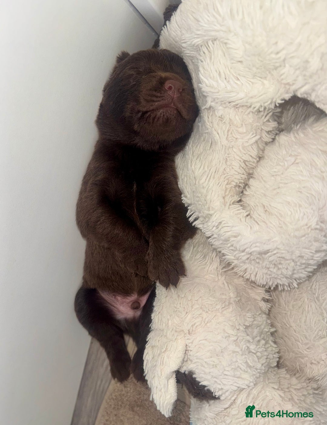 Labrador Retriever dogs for sale: 5 Stars 🌟 Chocolate Labradors  🌟  - Image 15