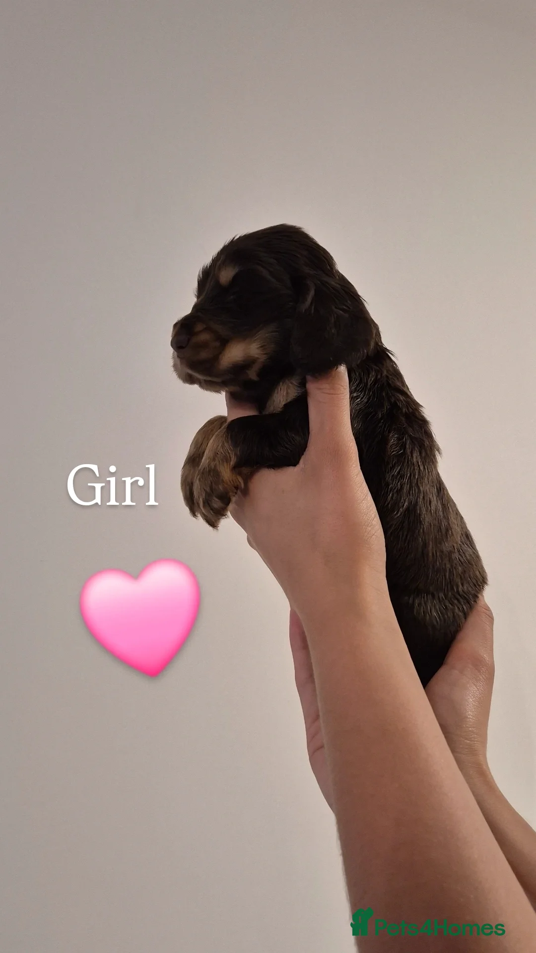 Cocker Spaniel dogs for sale: Kc show cocker spaniel puppies - Image 14
