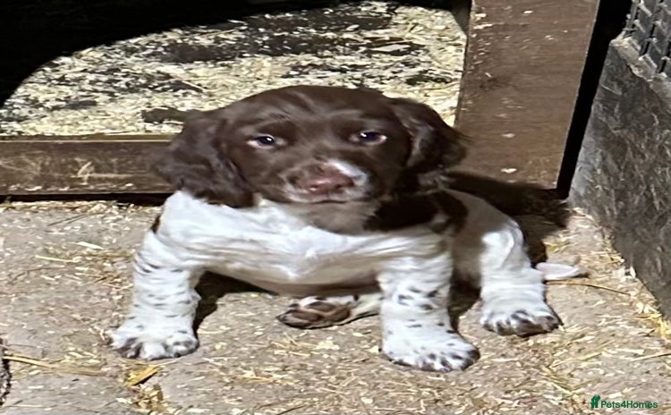 English Springer Spaniel dogs - Advert 4