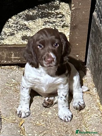 English Springer Spaniel dogs - Advert 4