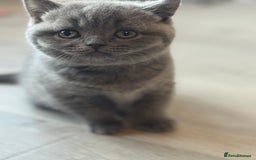 British Shorthair cats for sale: British short hair - Advert 6