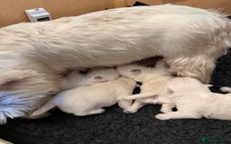 West Highland Terrier dogs for sale: West Highland puppy’s for sale - Image 2