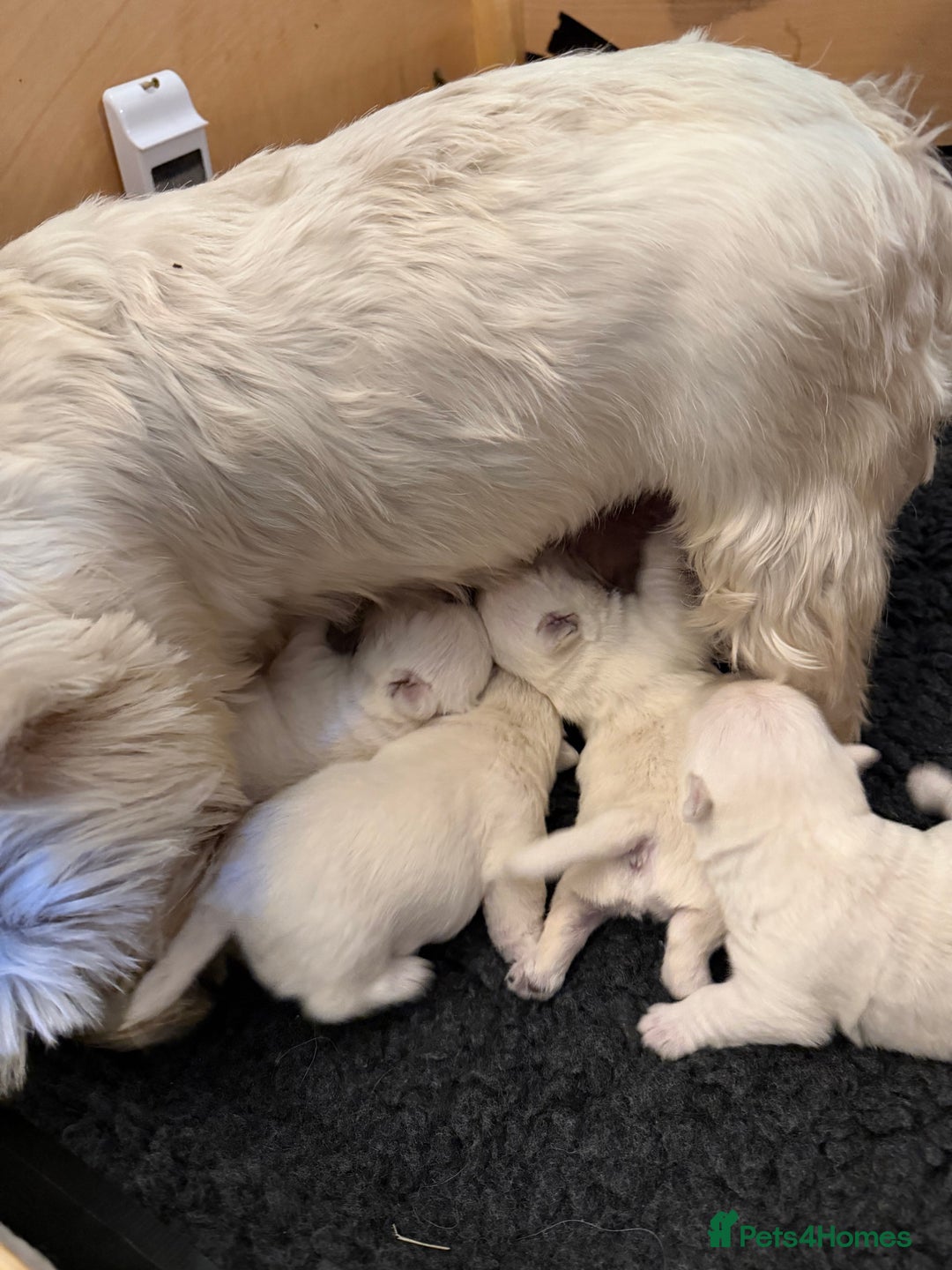 West Highland Terrier dogs for sale: West Highland puppy’s for sale - Image 2