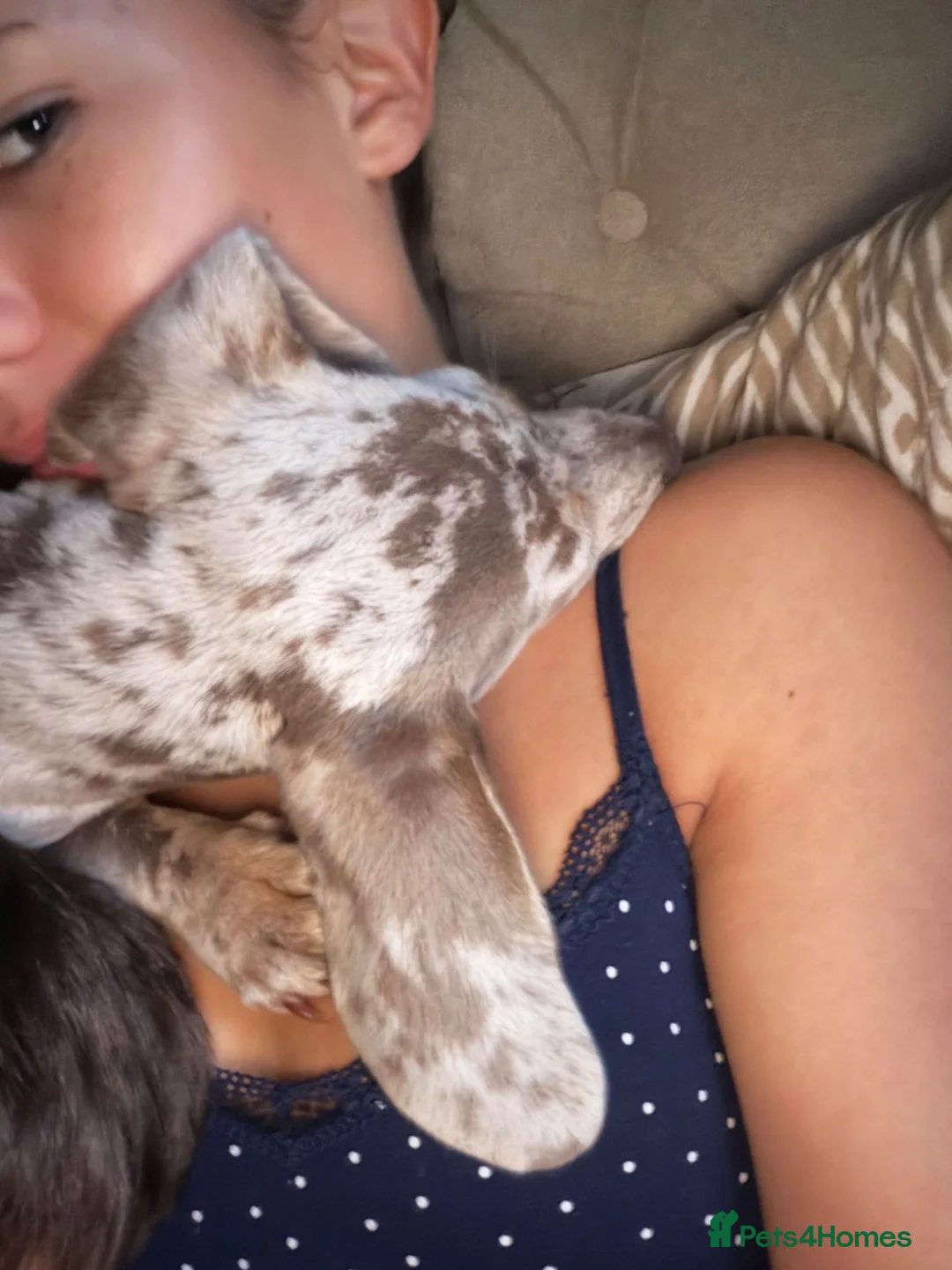 Miniature Dachshund dogs for sale: 5 month old mini dachshund  in Wolverhampton - Advert 4