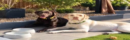 Labrador Retriever dogs for sale: 11 month Labrador  - Advert 3