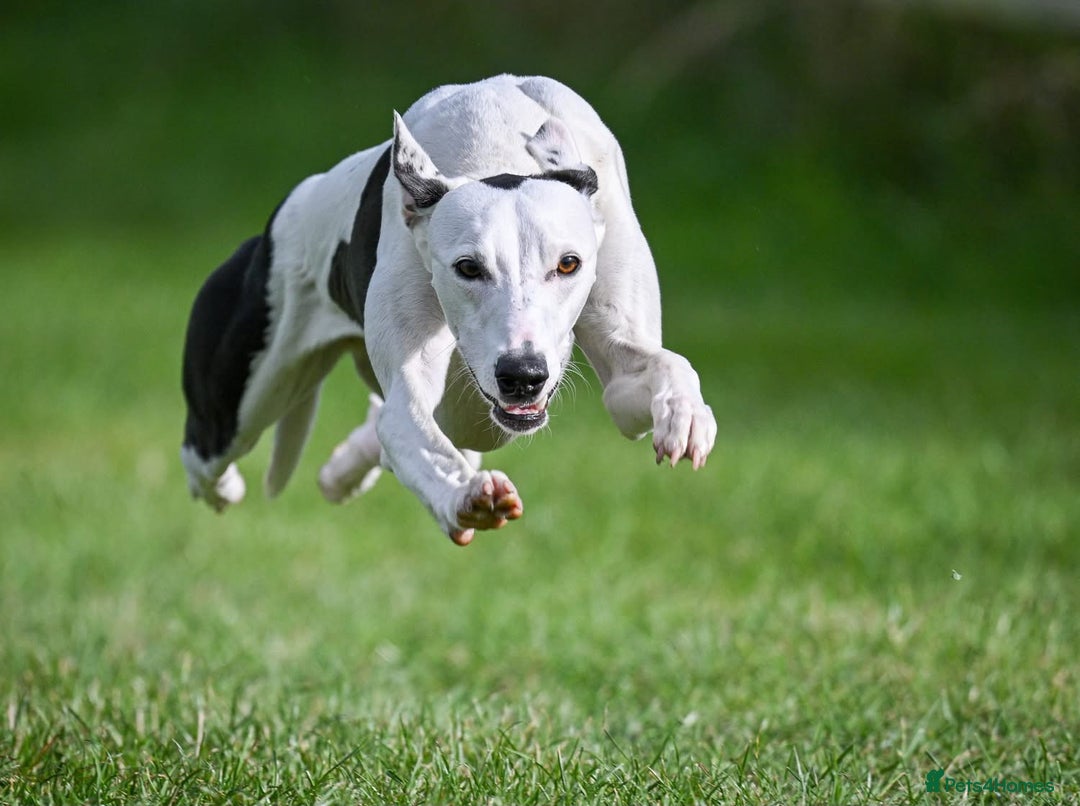 Whippet dogs for sale: Female White & Black Whippet - Advert 11
