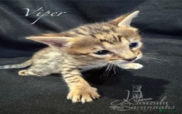 Savannah cats for sale: Exceptional Quality Tica Registr. Savannah Kittens - Image 10