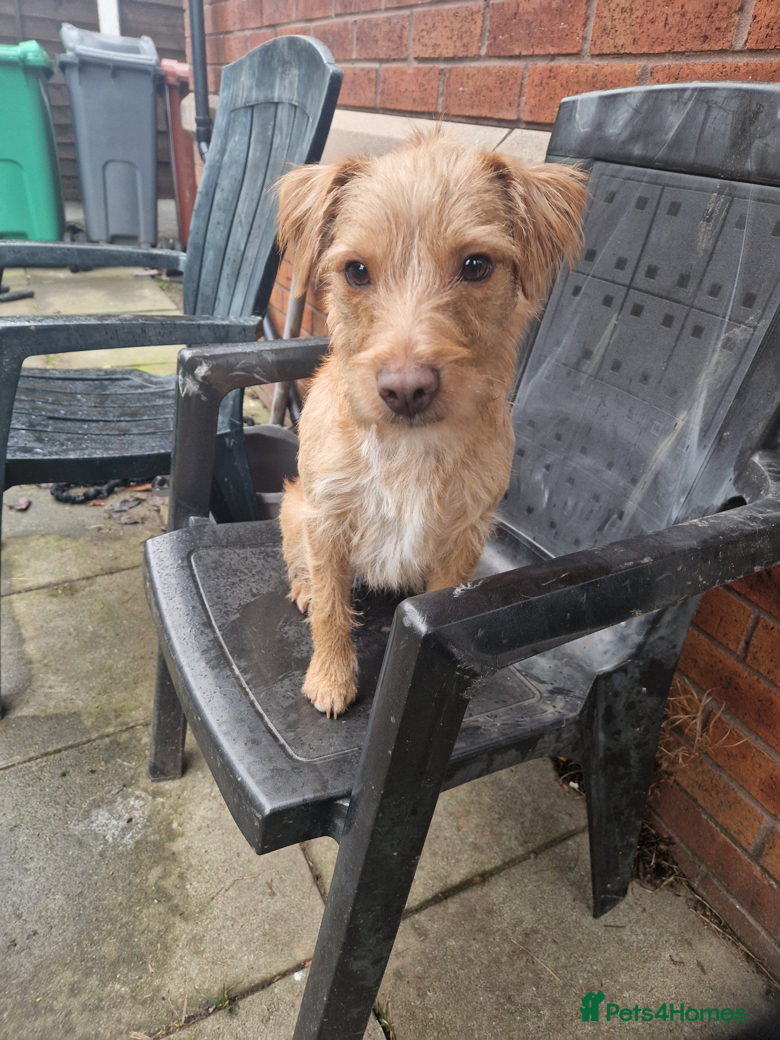 Mixed Breed dogs FREE golden female patterdale/lake land terrier  - Advert 2