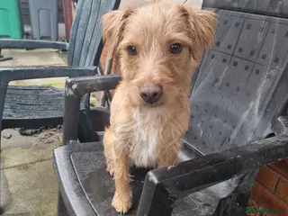 Mixed Breed dogs FREE golden female patterdale/lake land terrier - Advert 1