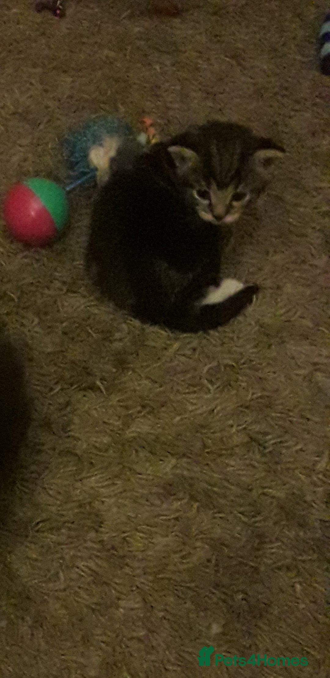 Mixed Breed cats for sale: 3 beautiful kittens  in Wakefield - Image 13