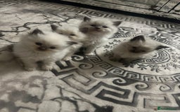 Ragdoll cats for sale: 5 blue eye fluffy ragdoll kittens  - Image 7