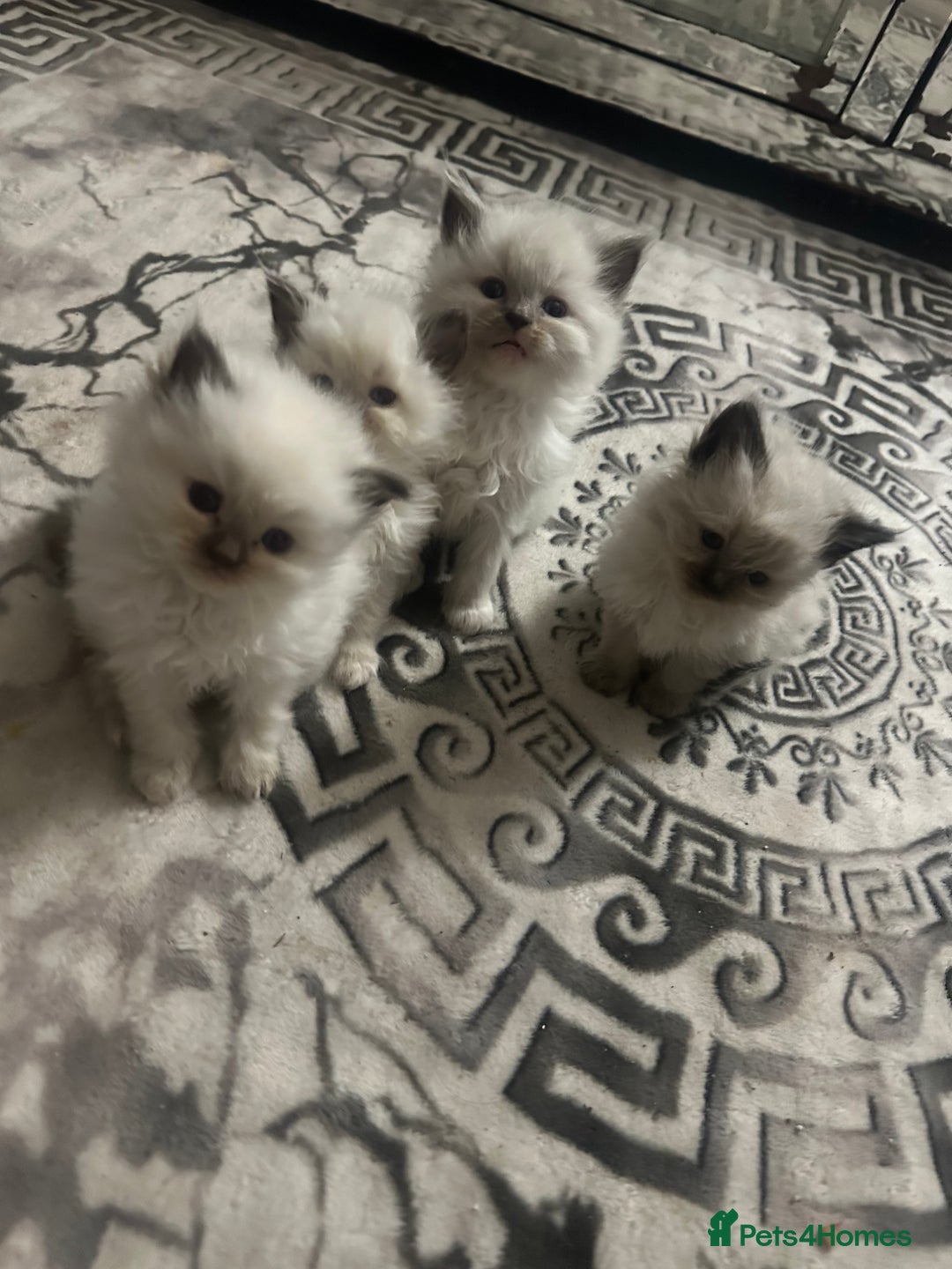 Ragdoll cats for sale: 5 blue eye fluffy ragdoll kittens  - Image 7