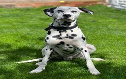 Dalmatian dogs for sale: PEDIGREE Dalmatian Puppies ready by 19th December  - Image 8