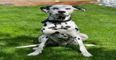 Dalmatian dogs PEDIGREE Dalmatian Puppies ready by 19th December  - Advert 4