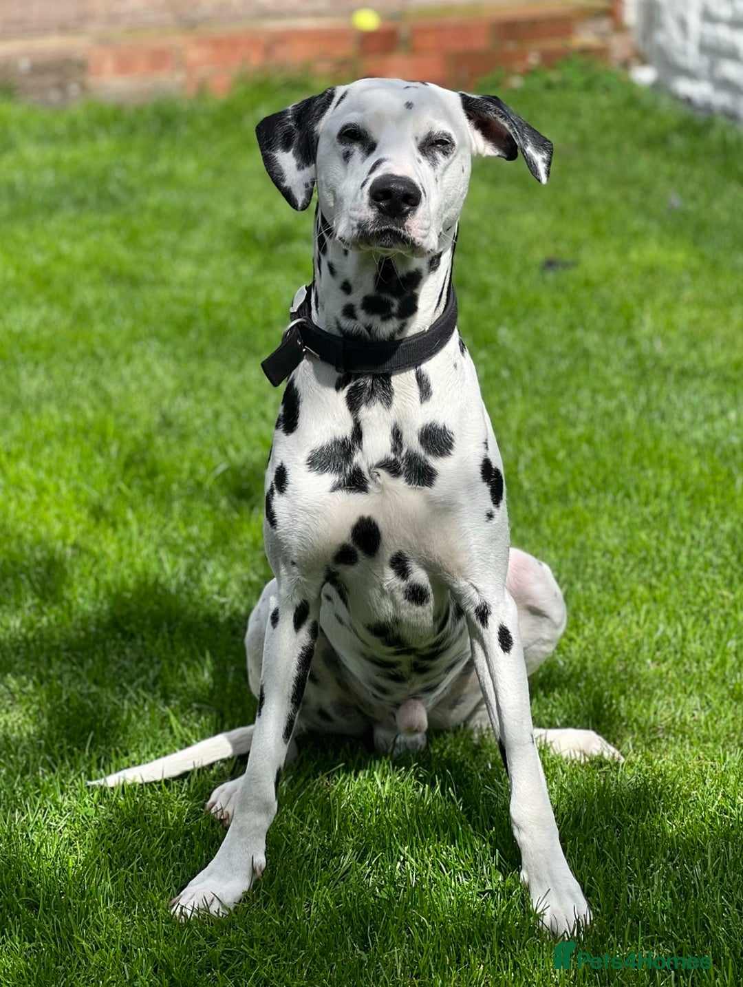Dalmatian dogs for sale: PEDIGREE Dalmatian Puppies ready by 19th December  - Image 8