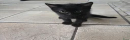 Mixed Breed cats for sale: Four Gorgeous Fluffy Black Kittens 🐈‍⬛🖤 - Advert 26