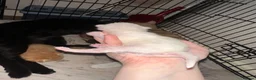 Mixed Breed cats for sale: Baby’s need a new loving home  - Advert 9