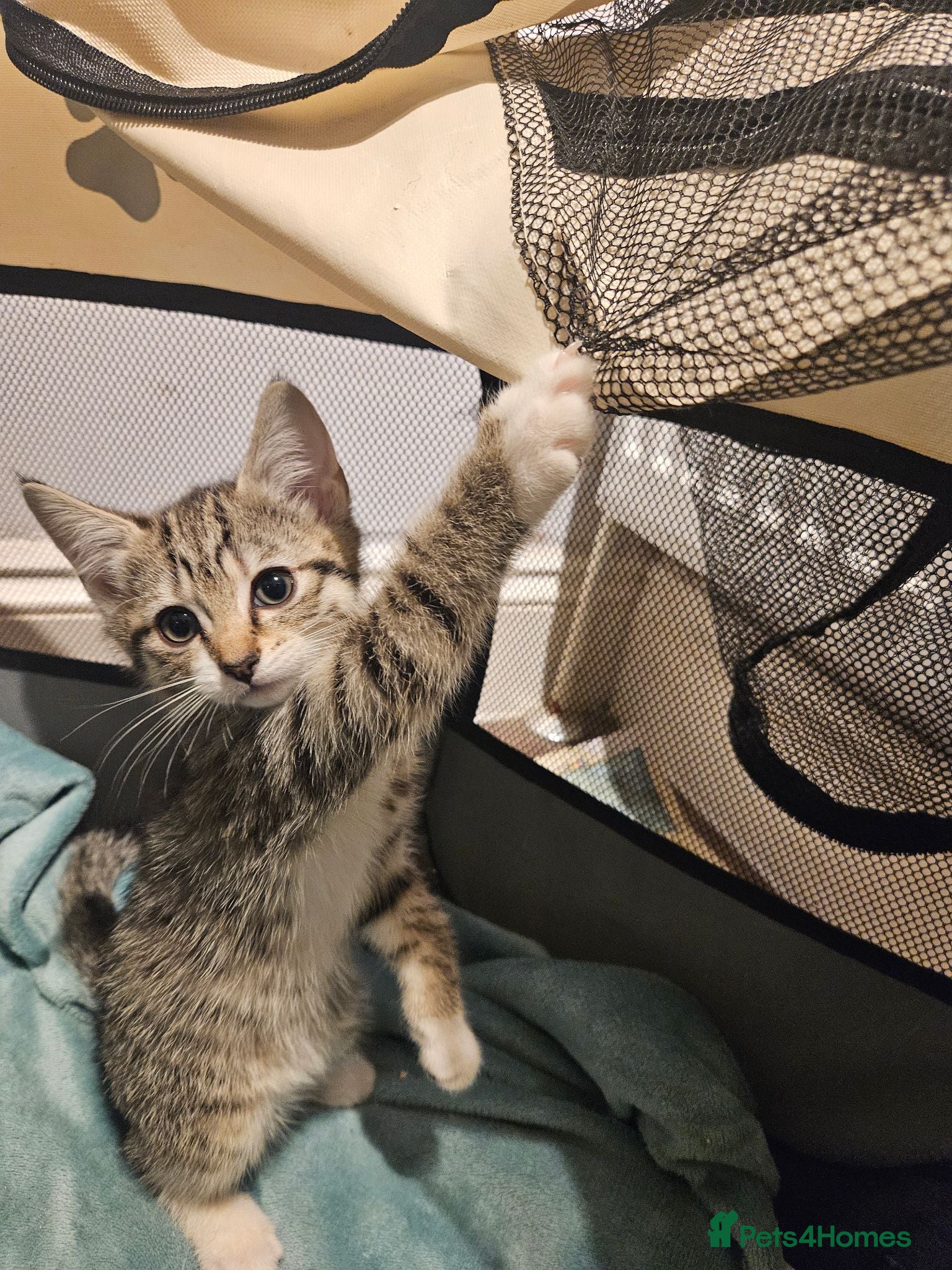 Mixed Breed cats 1 female kitten for sale - Advert 10
