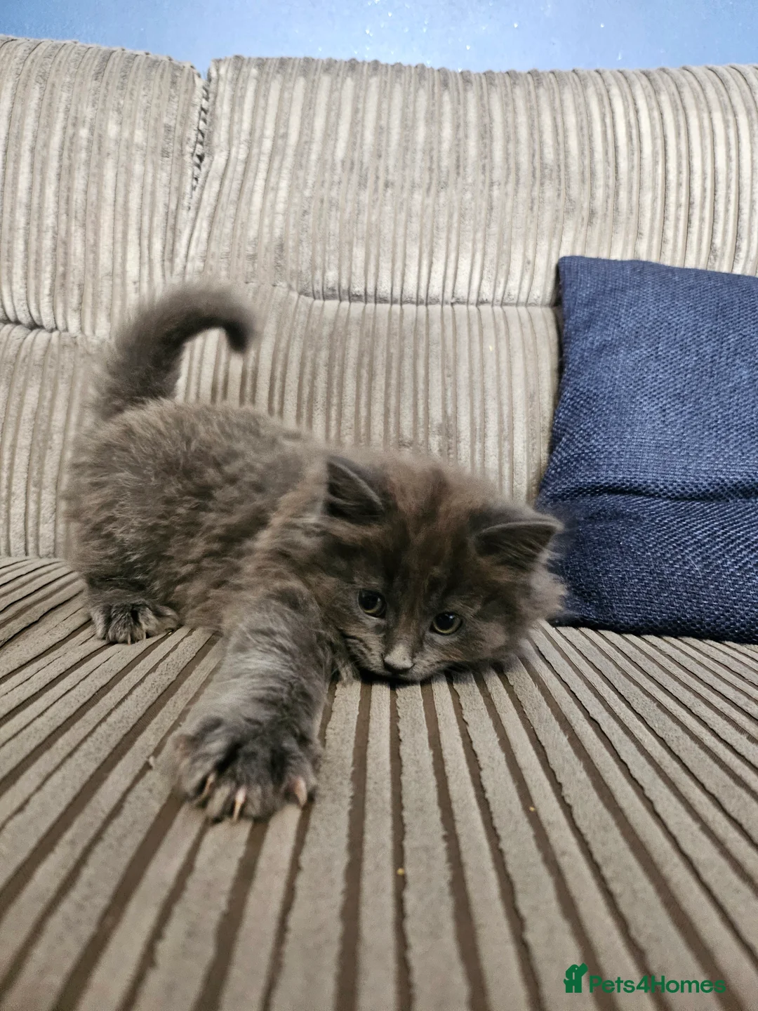 Mixed Breed cats for sale: 9 week old kittens looking forever homes - Advert 6