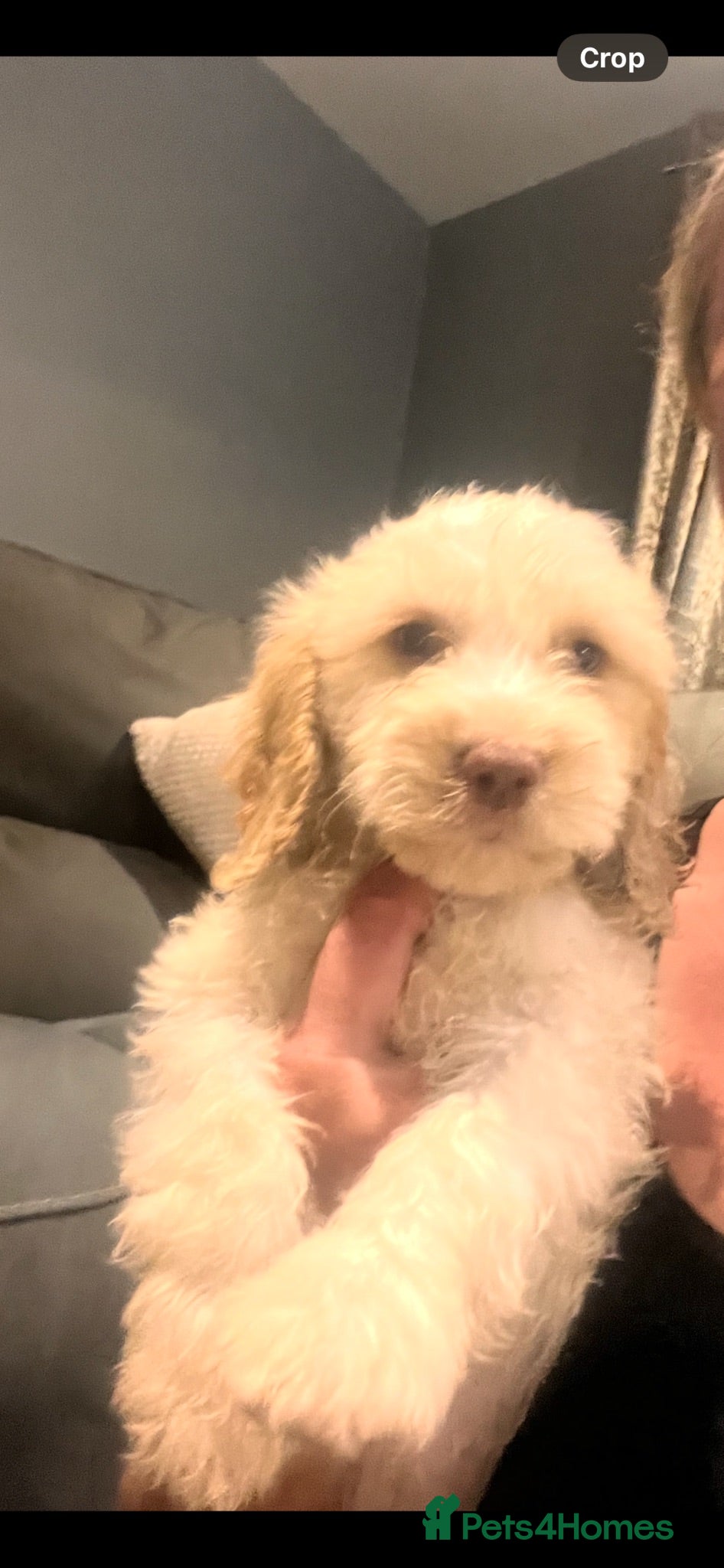 Cockapoo dogs BEAUTIFUL COCKAPOO PUPPIES 6 BOYS LEFT - Advert 11
