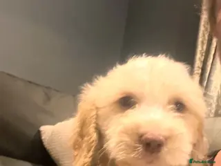 Cockapoo dogs BEAUTIFUL COCKAPOO PUPPIES 6 BOYS LEFT - Advert 11