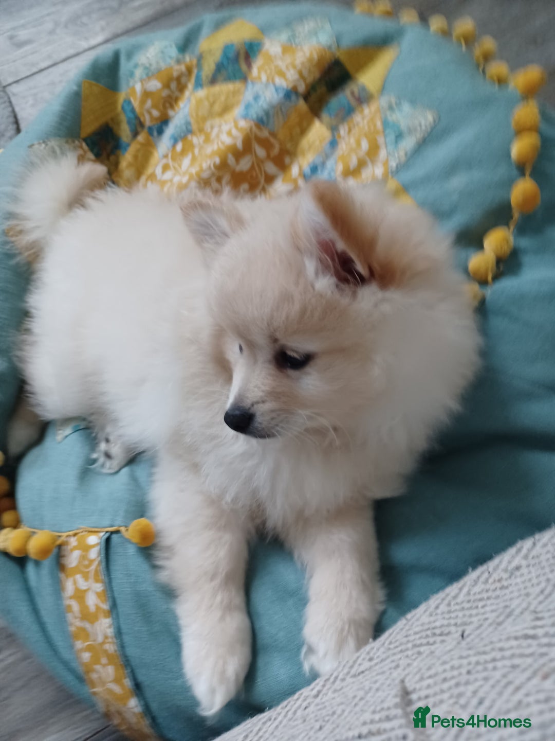 German Spitz dogs for sale: Unique female Spitz puppy available now - Advert 2