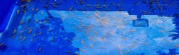 Koi Carp fish for sale: Mixed Koi Carp Fry (1 to 1.5 inch) pond baby fish - Advert 5