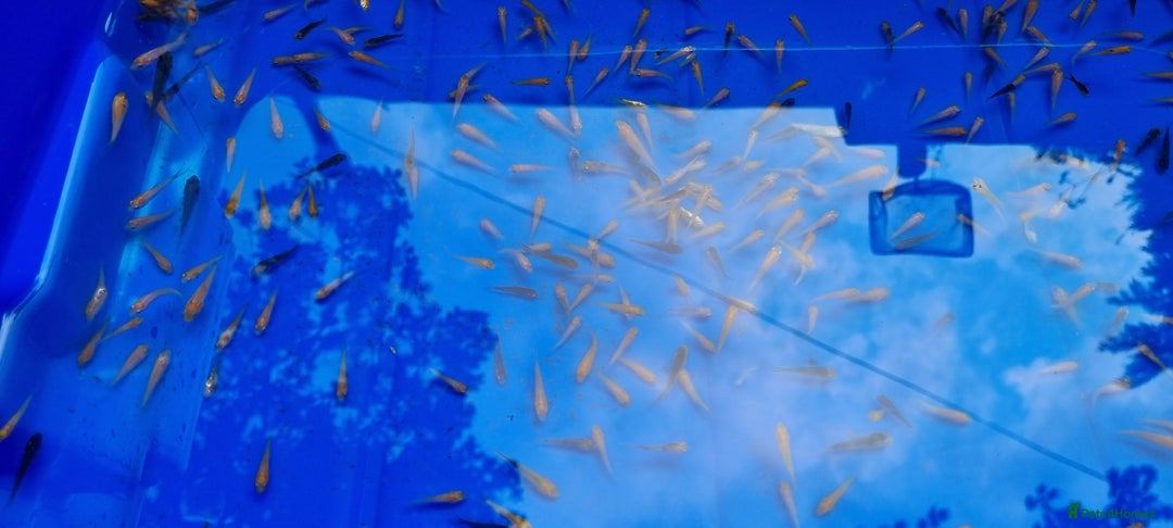 Koi Carp fish for sale: Mixed Koi Carp Fry (1 to 1.5 inch) pond baby fish - Advert 5
