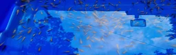 Koi Carp fish for sale: Mixed Koi Carp Fry (1 to 1.5 inch) pond baby fish - Advert 5