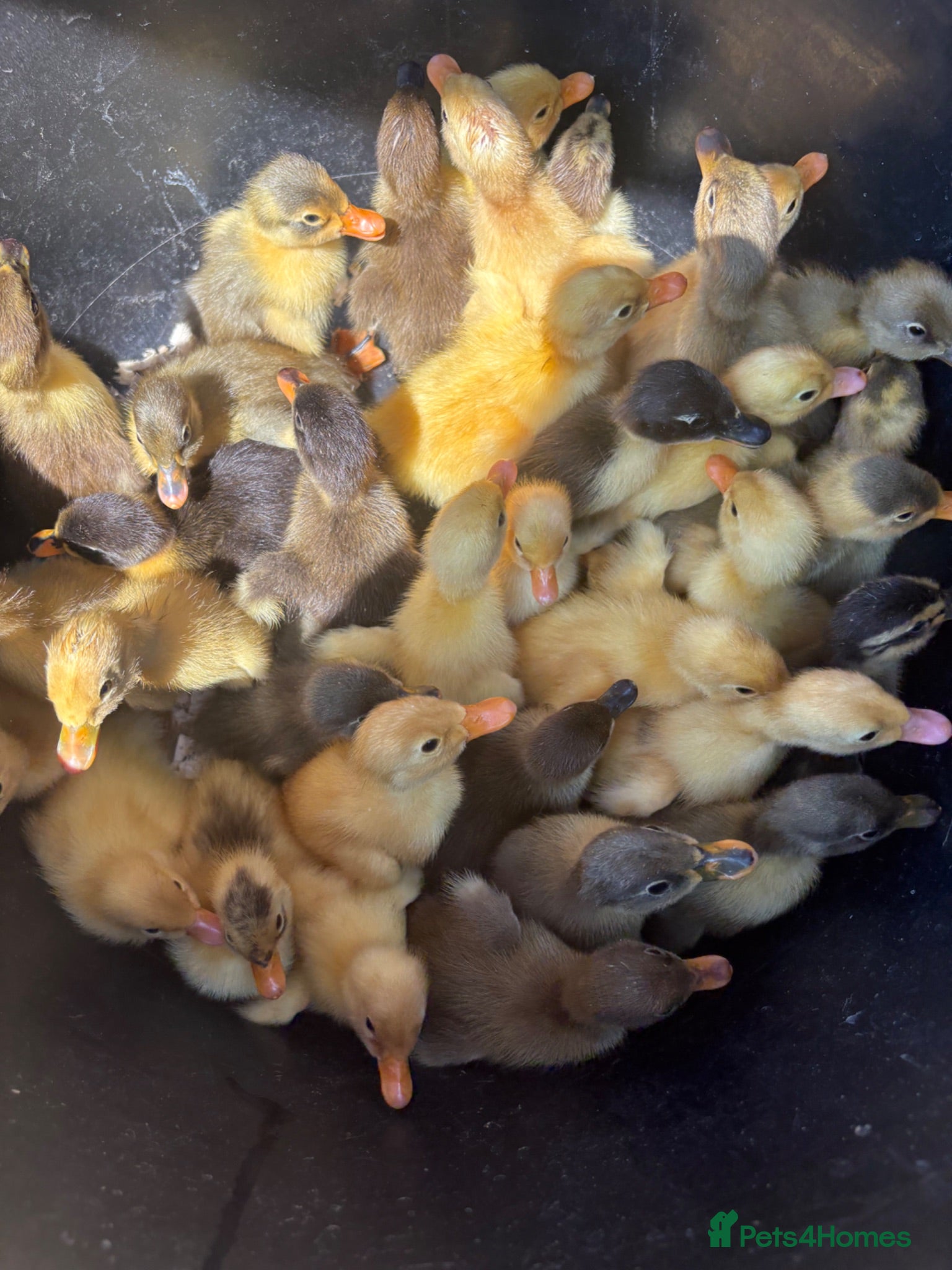 Ducks poultry Indian runner ducklings available  - Advert 2