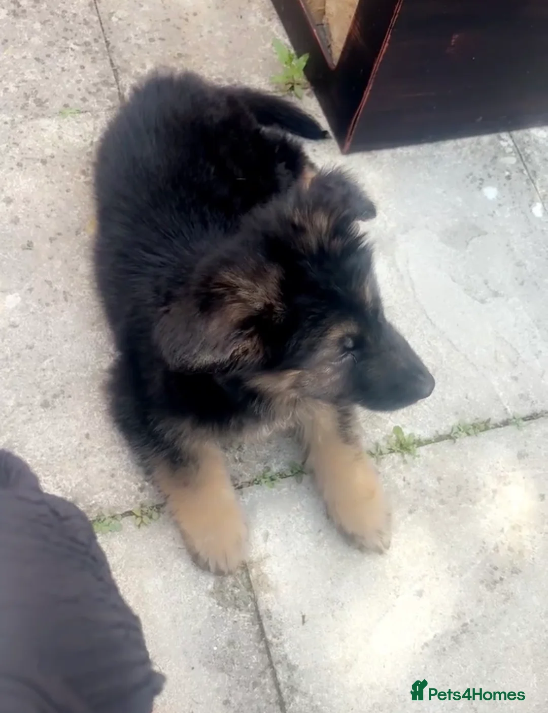 German Shepherd dogs for sale: 4 month old German Shepherd  - Advert 8