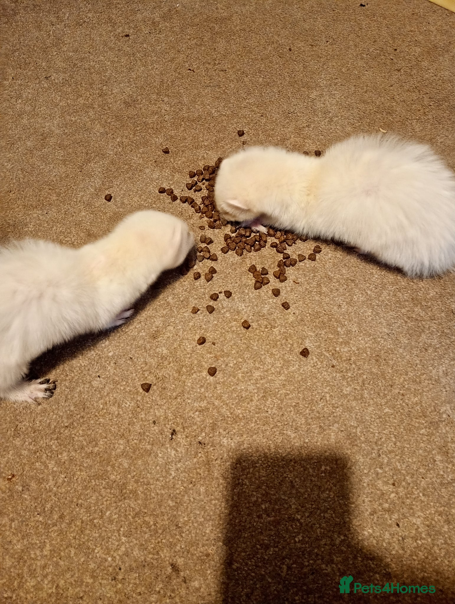Ferret rodents for sale: Kits  - Advert 2