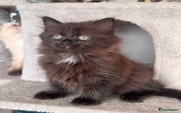 Mixed Breed cats for sale: Ragdoll and Maine Coon crossed  - Image 11