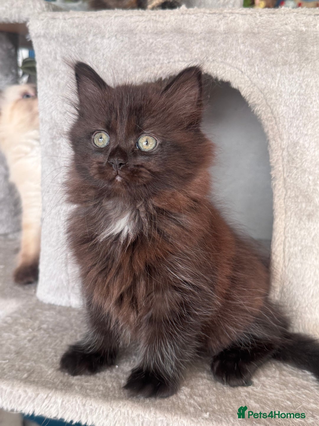 Mixed Breed cats for sale: Ragdoll and Maine Coon crossed  - Image 11