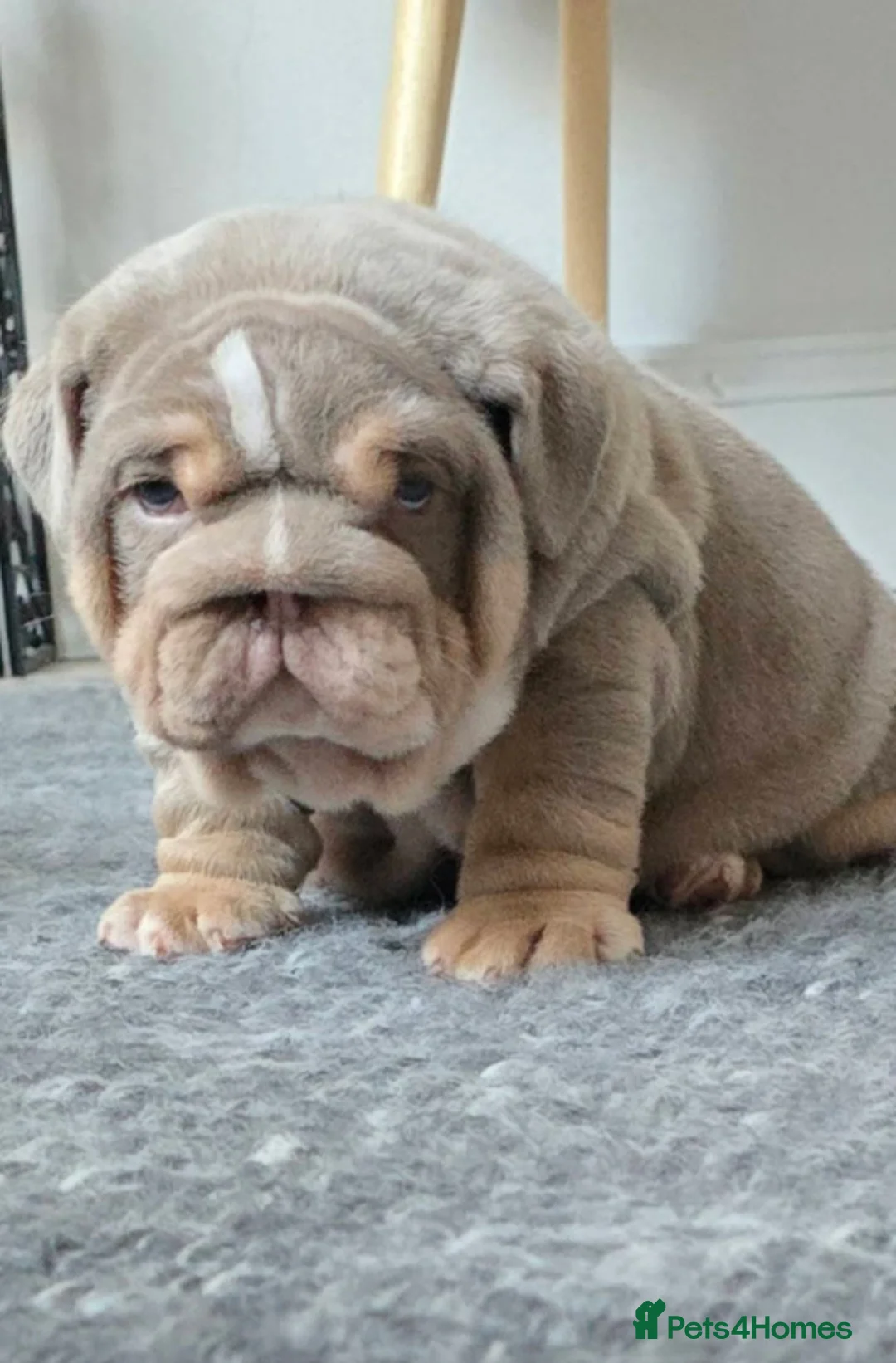 English Bulldog dogs for sale: Lilic tri bulldog  - Advert 4